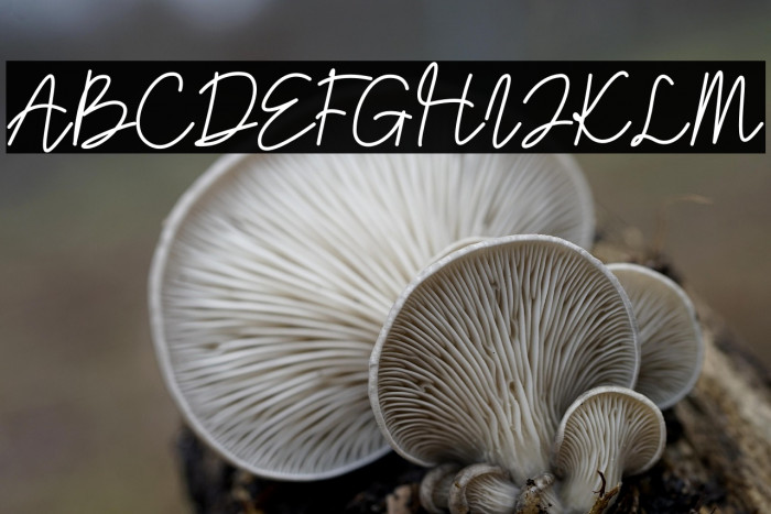 Eathoma Script Example 2