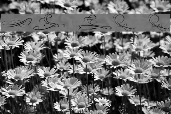 Eau de rose Font examples