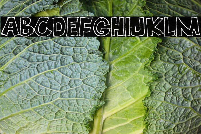 ECOPLANET PERSONAL USE Regular Example 2