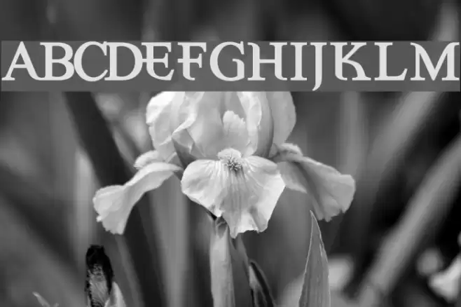 Eccentric Bold Schriftart examples