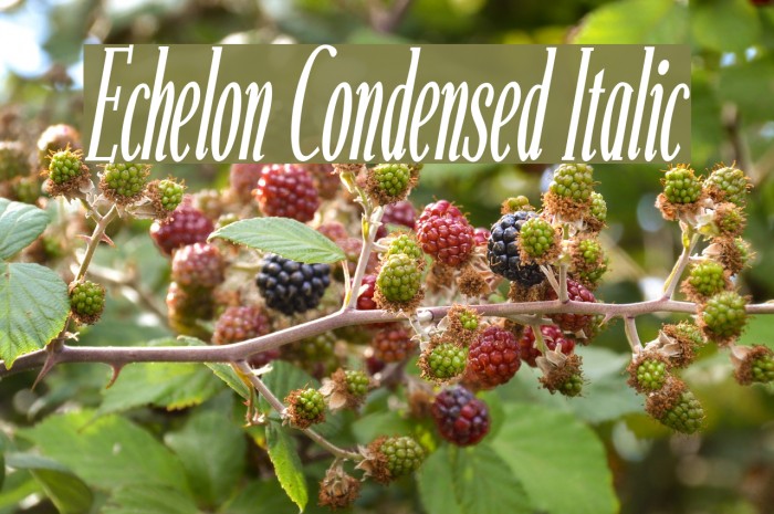 Echelon Condensed Italic Font examples