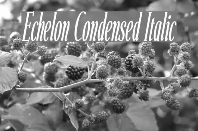 Echelon Condensed Italic Fuentes examples