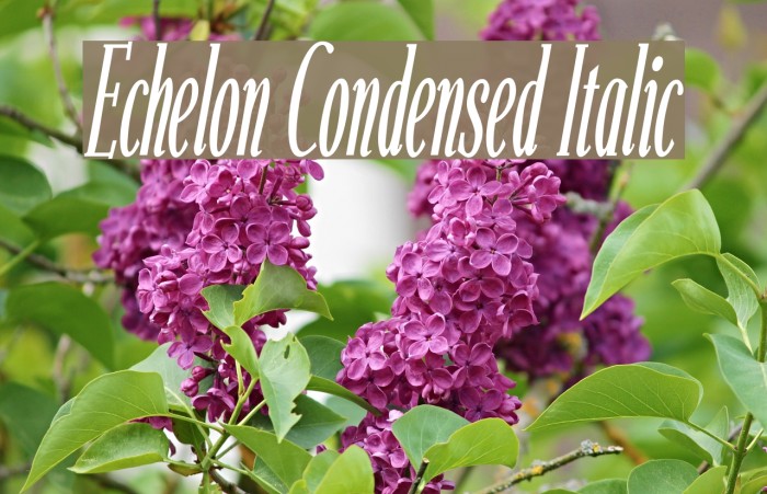 Echelon Condensed Italic Font examples