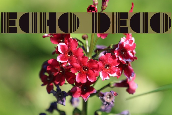 Echo Deco Example 1