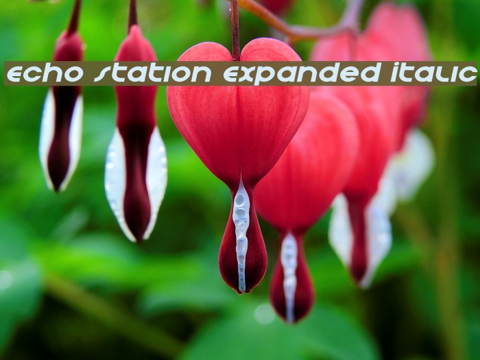 Echo Station Expanded Italic Example 2