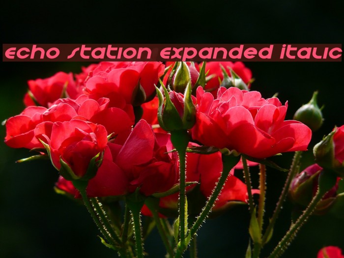 Echo Station Expanded Italic Example 3