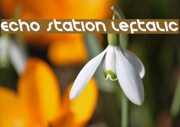 Echo Station Leftalic Font examples