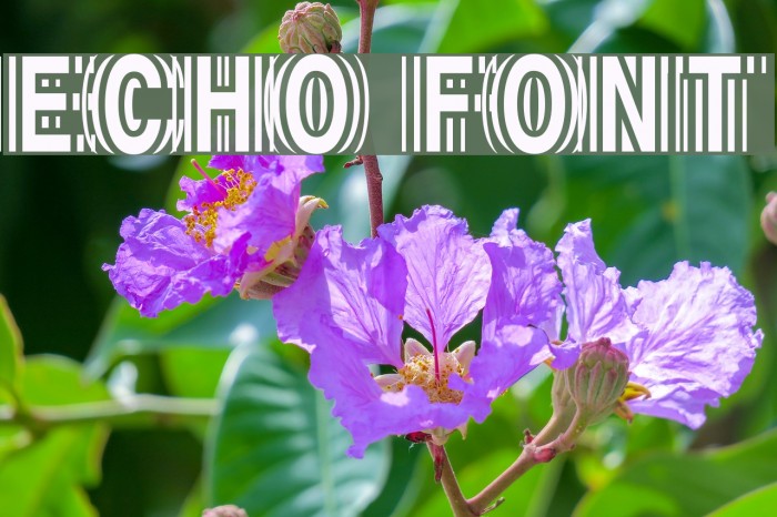 Echo Font examples