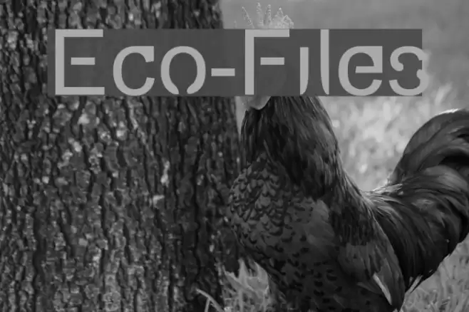 Eco-Files Шрифта examples