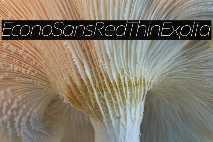 EconoSansRed-34ThinExpIta Example 2