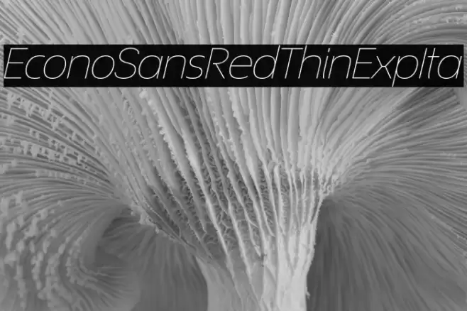 EconoSansRed-34ThinExpIta フォント examples