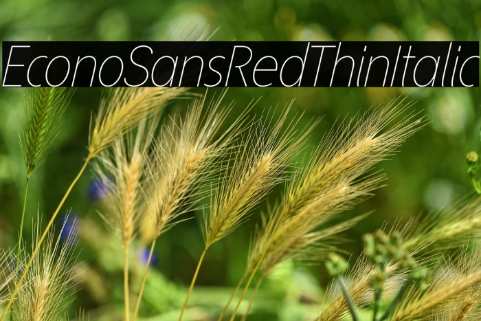 EconoSansRed-36ThinItalic Example 2