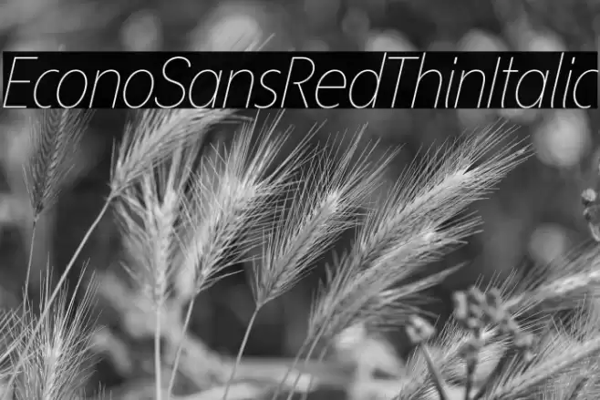 EconoSansRed-36ThinItalic Font examples