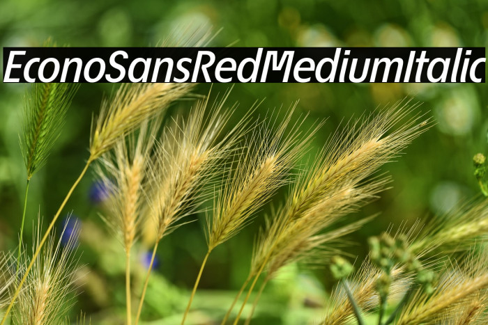 EconoSansRed-66MediumItalic Example 1