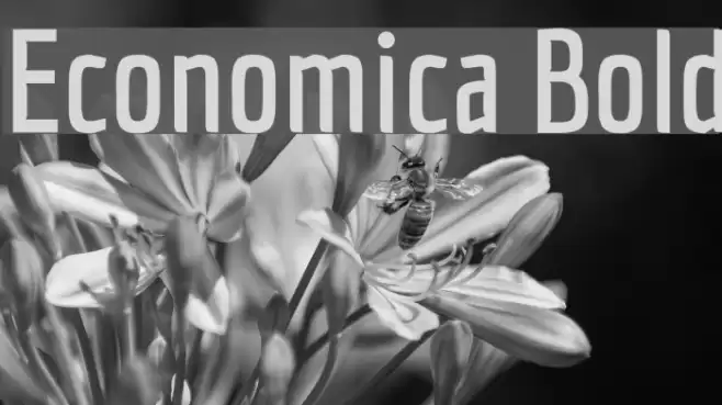 Economica Bold Font examples