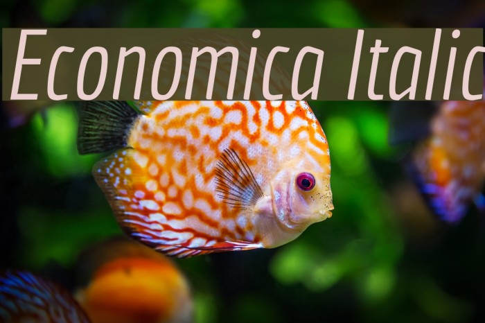 Economica Italic Font examples