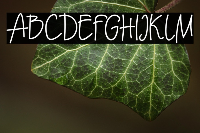 Ecuador  Bold Example 3