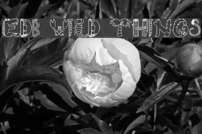 EDB Wild Things Example 2