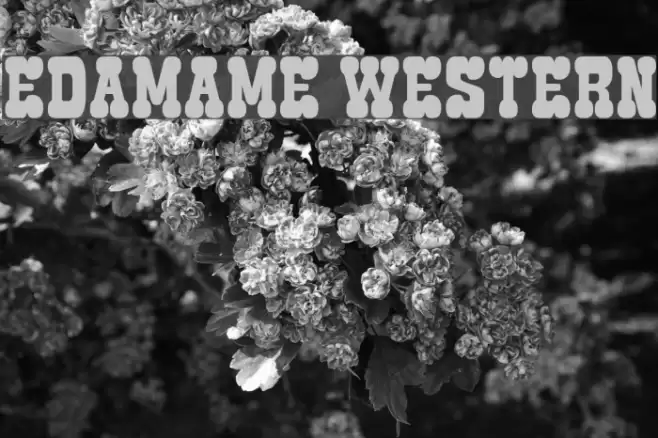 Edamame Western Font examples