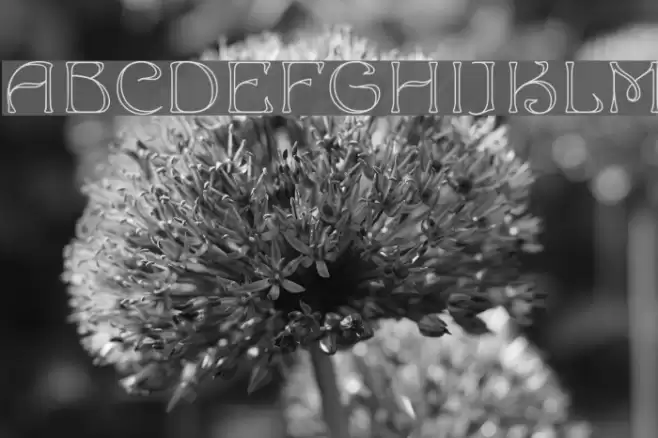 Edda Font examples