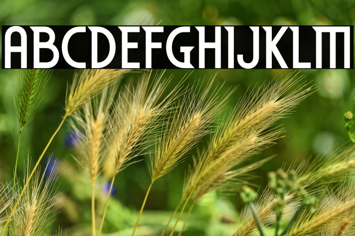 EdenMills-Bold Example 2