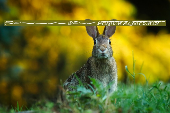 Ederson Deco PERSONAL USE ONLY Example 3