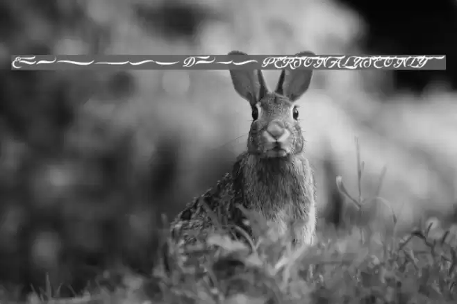 Ederson Deco PERSONAL USE ONLY Font examples