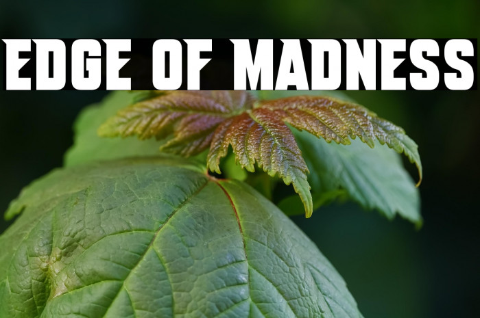 Edge Of Madness Example 1