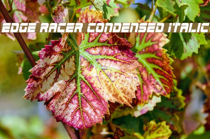 Edge Racer Condensed Italic Font examples