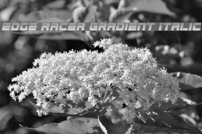 Edge Racer Gradient Italic Example 2