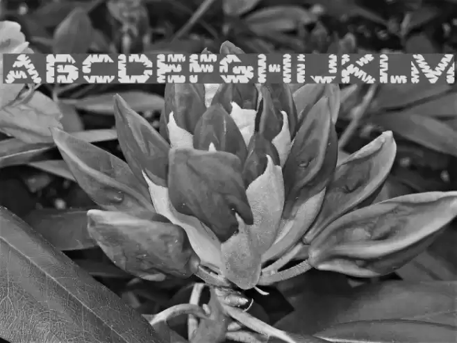 Edgewater Font examples