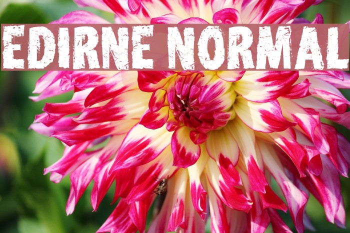 Edirne Normal Font examples