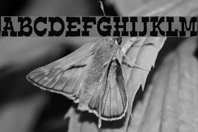 Edmunds Distressed Font examples