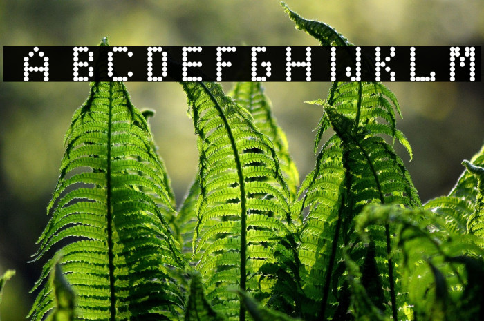 EduOwl-font Regular Example 3