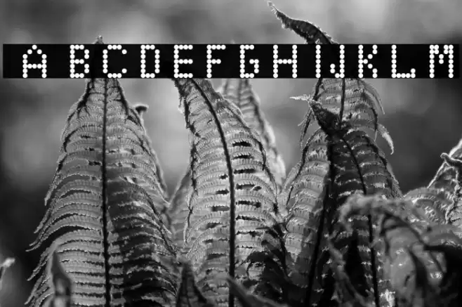 EduOwl-font Regular Font examples