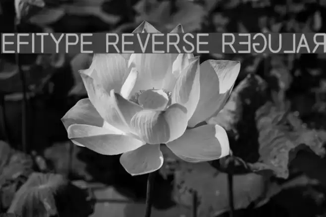 EFITYPE REVERSE Regular Font examples
