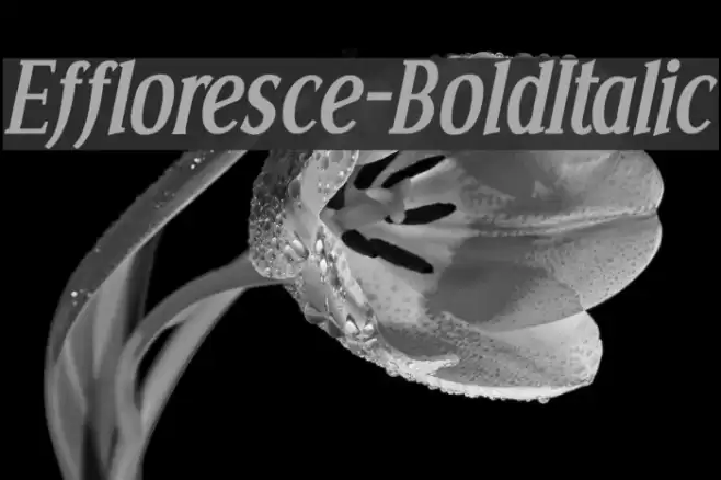 Effloresce-BoldItalic Font examples
