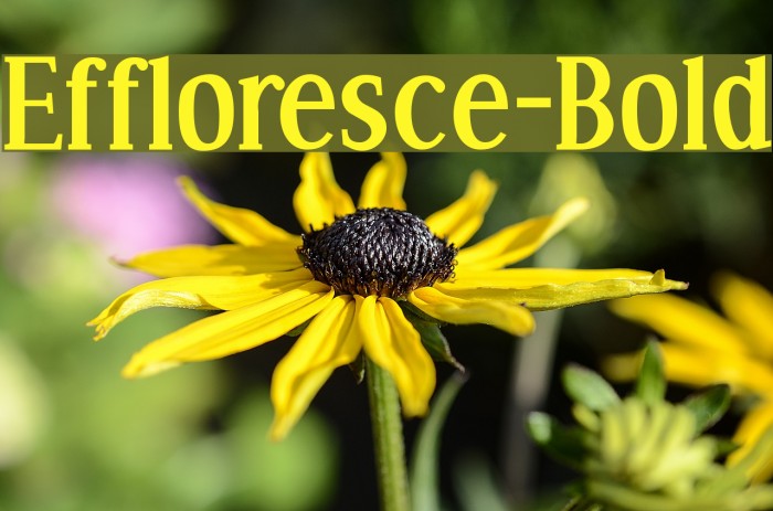 Effloresce-Bold Fonte examples