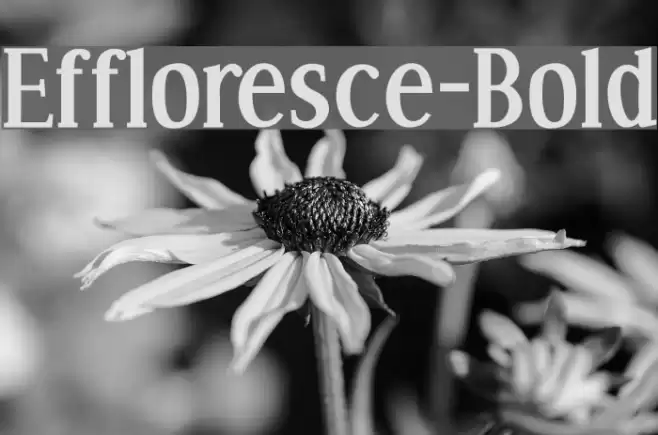 Effloresce-Bold Fonte examples