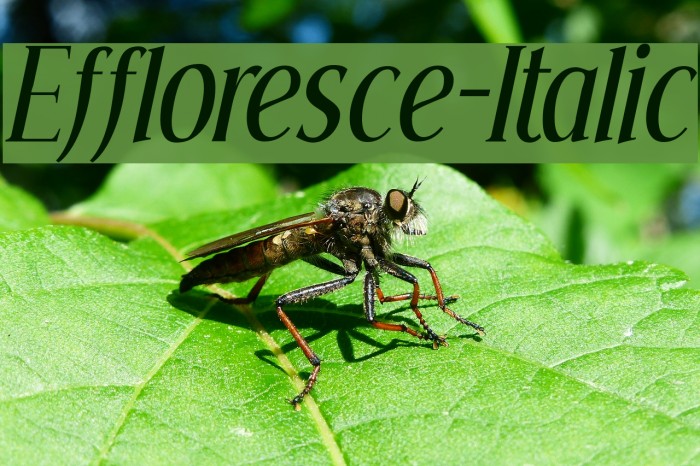 Effloresce-Italic Font examples