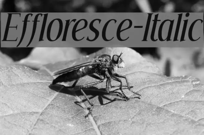 Effloresce-Italic Polices examples