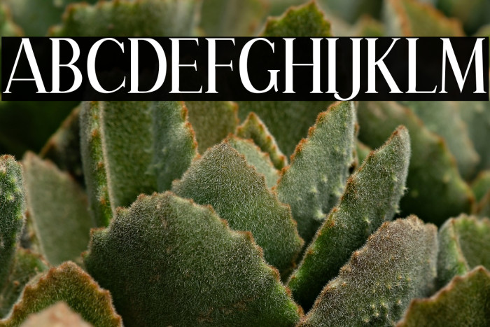 Effloresce-Regular Example 2