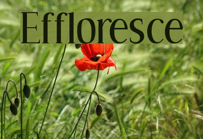 Effloresce Font examples