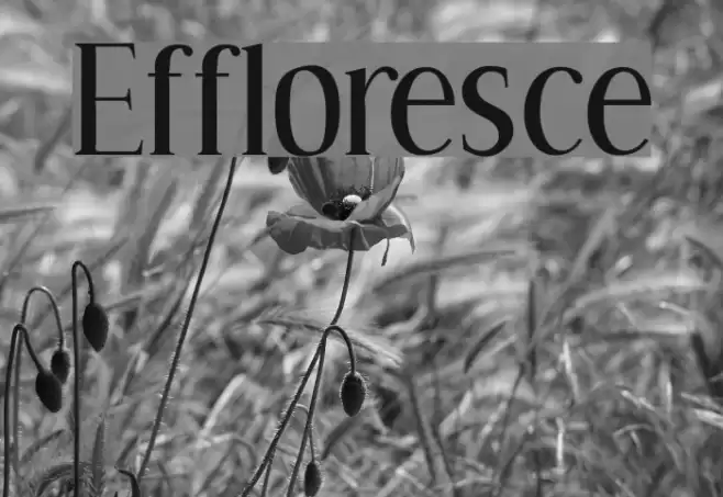 Effloresce Polices examples