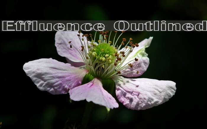 Effluence Outlined Font examples