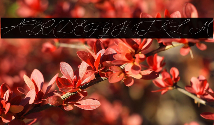 EfothyroScript Example 2