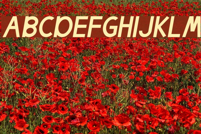 Egmont Text Italic Font examples