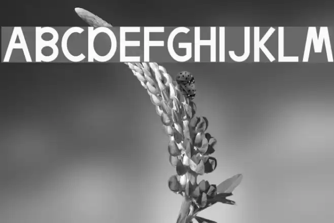 Egmont Text Font examples