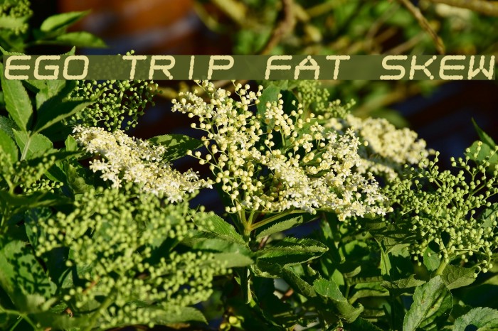 Ego trip Fat Skew Font examples