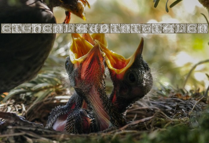 Eichenlaub Initialen Example 2